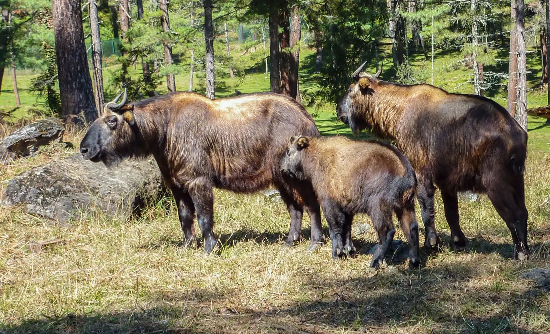 Takin Reserve