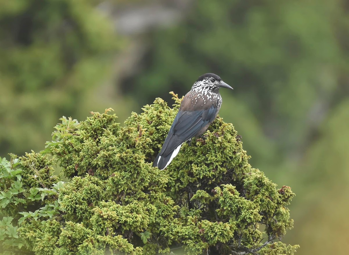 Bhutan Bird Watching Tour