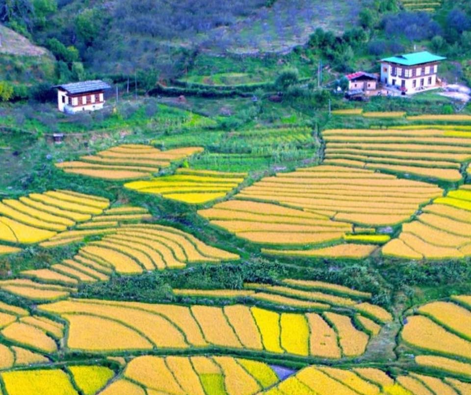 Punakha Valley