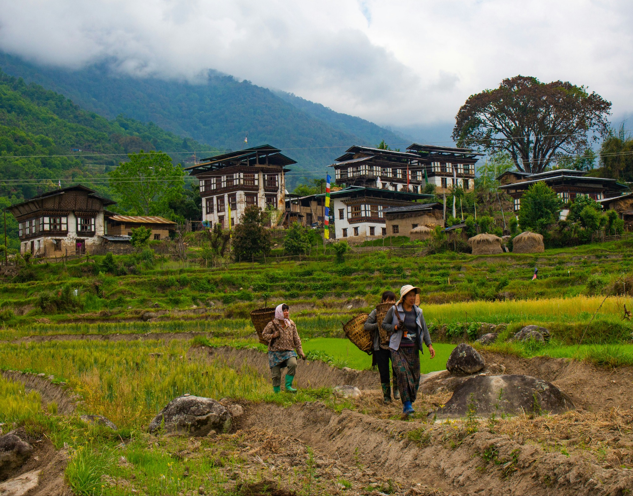 Punakha Valley
